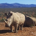 Rhinocéros