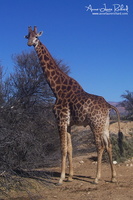 Girafe