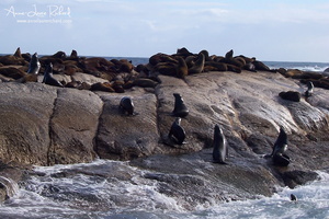 Seal Island