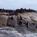 (226)seal-island_phoques.jpg