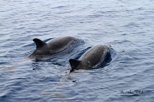 Dauphins bleus et blancs