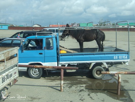 Transport de cheval!