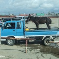 Transport de cheval!