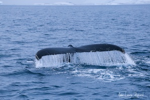 IMG 4919