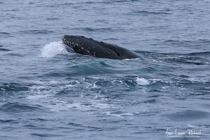 IMG 4931