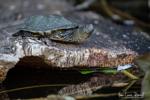 Tortue cistude d'Europe