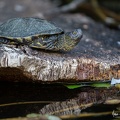 Tortue cistude d'Europe