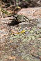 IMG 8531