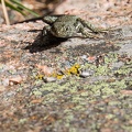 IMG 8531